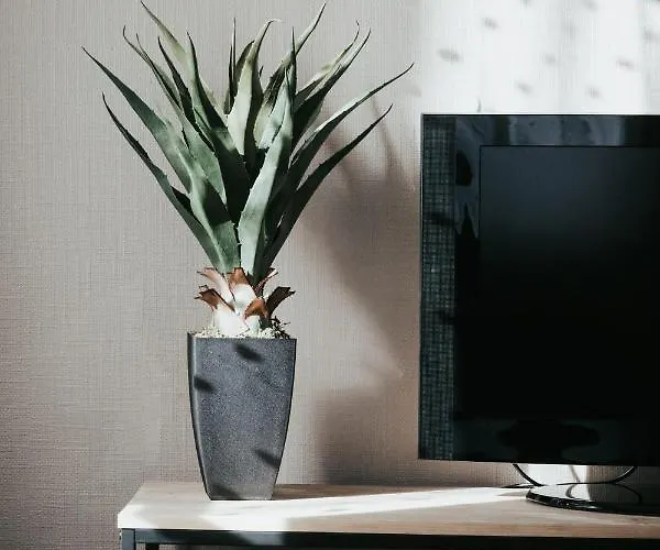 Apartamento L'adorable Confort & *